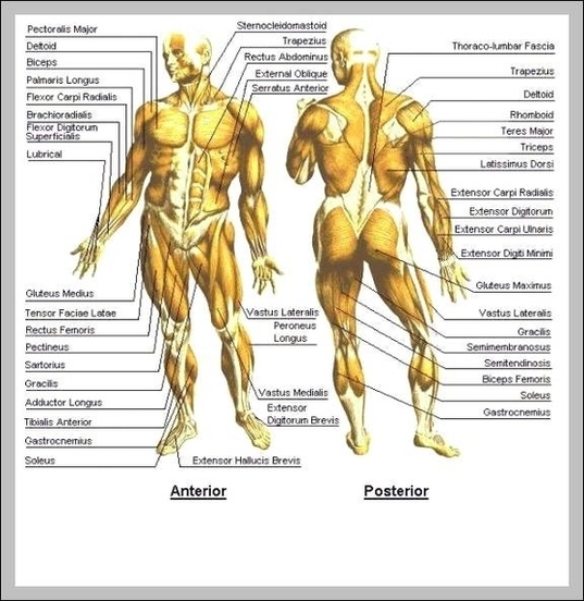 Human Body Muscle System Image