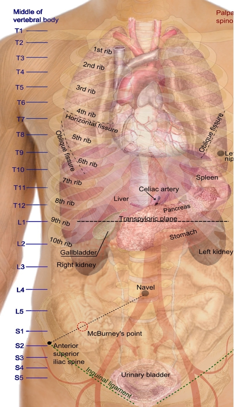 Human Body Parts Image