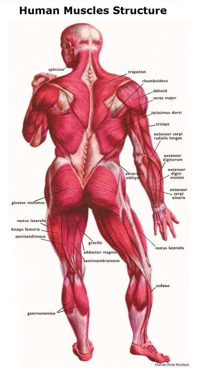 Human Body Structure Image