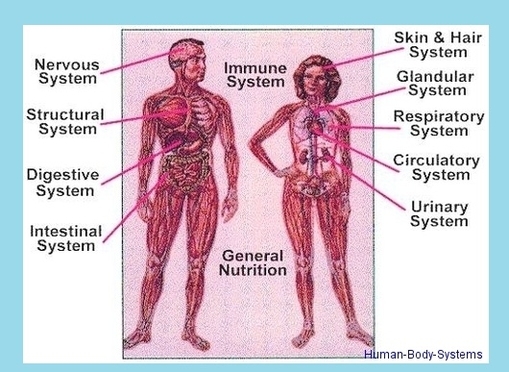 Human Body Systems Image 1