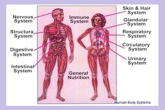Human Body Systems Image