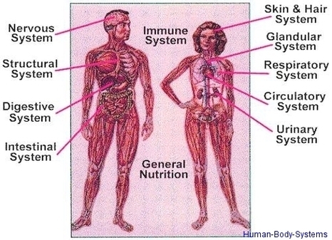 Human Body Systems1 Image