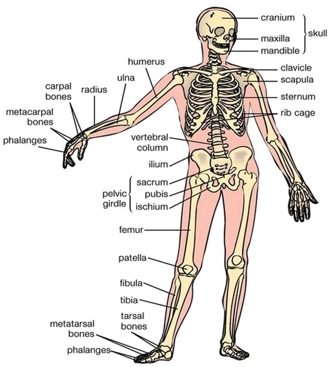 Human Bone Anatomy Image