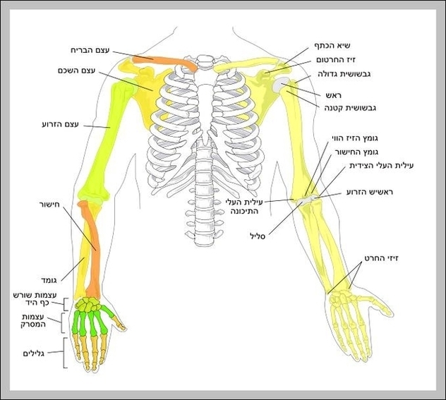 Human Bone Diagram Image