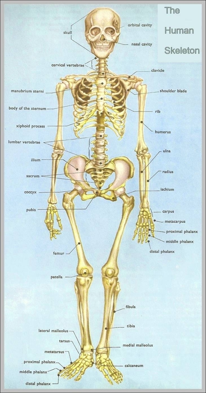 Human Bones Diagram Image