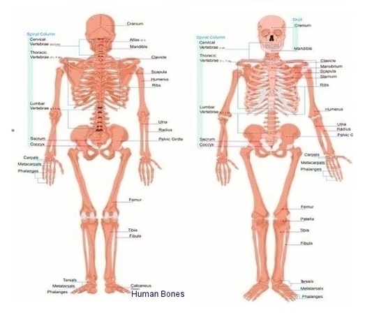 Human Bones Image
