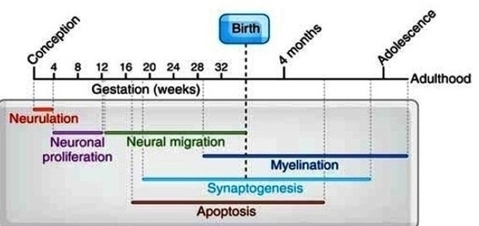 Human Brain Development Timeline Image