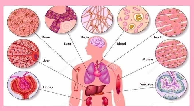 Human Cells Image