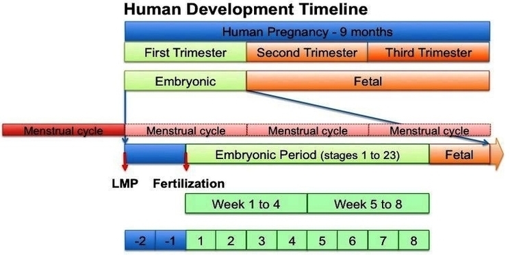 Human Development Timeline Graph Image