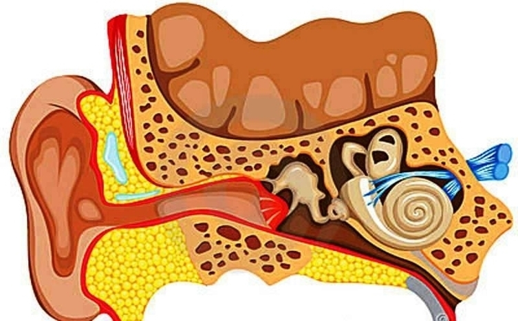 Human Ear Anatomy Image