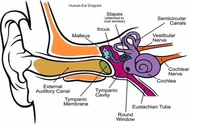 Human Ear Diagram Image