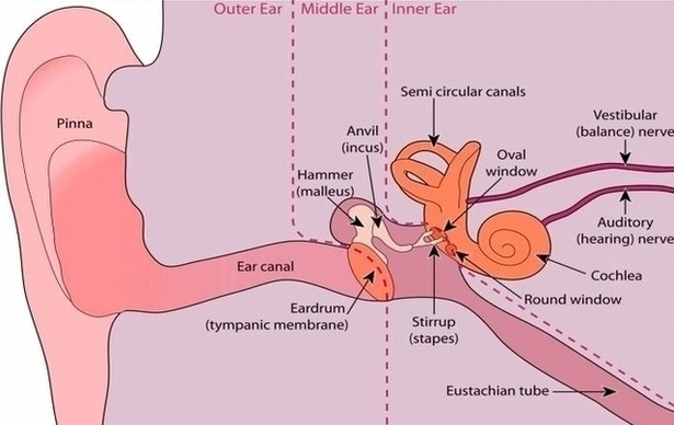Human Ear Image