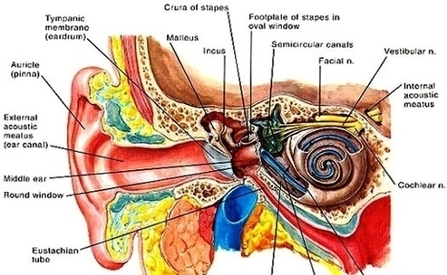 Human Ear Structure Image