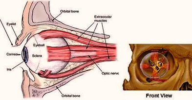 Human Eye Anatomy Orbit Image