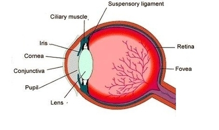 Human Eye Diagram Image