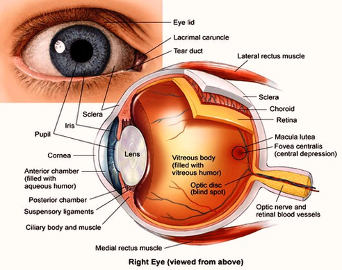 Human Eye Diagram Image