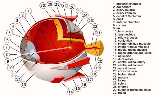 Human Eye Muscles Image