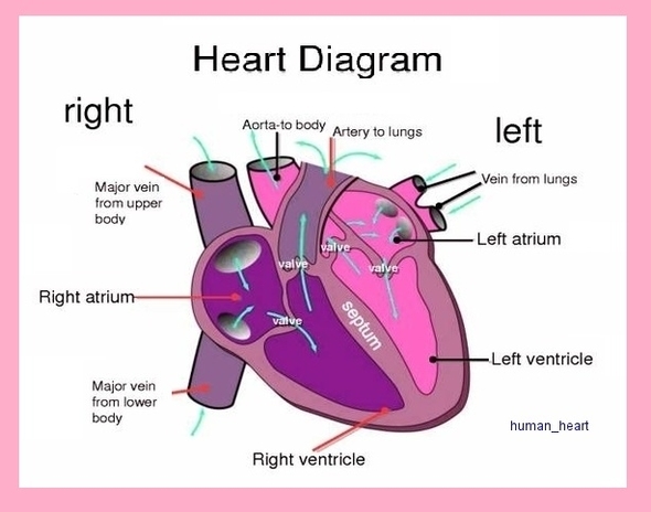 Human Heart Image 1