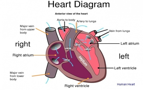 Human Heart Image