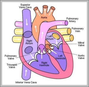 Human Heart Parts Image - Graph Diagram