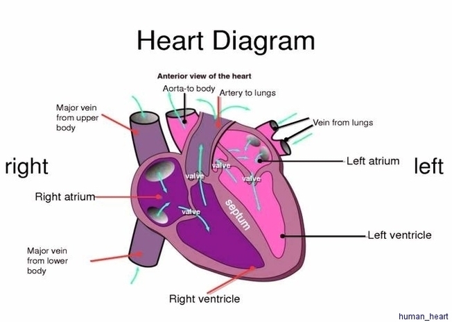 Human Heart1 Image