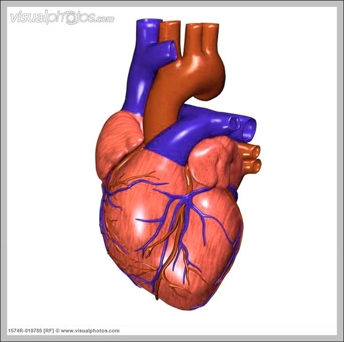 Human Hearts Image
