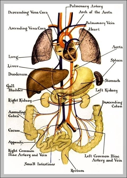 Human Internal Organs Location Image
