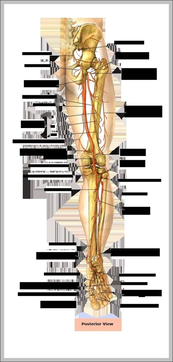 Human Leg Bone Anatomy Image