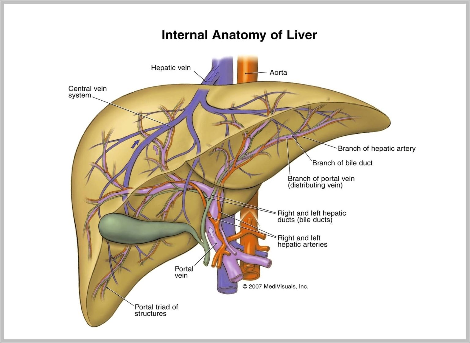 Human Liver Anatomy Image - Graph Diagram