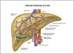 Human Liver Anatomy Image - Graph Diagram