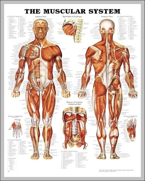 Human Male Muscle Anatomy Image