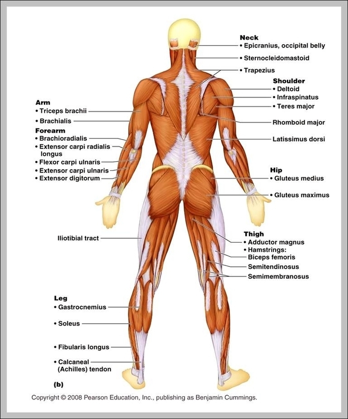 Human Muscle Diagram Image