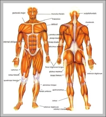 Human Muscles Chart Image