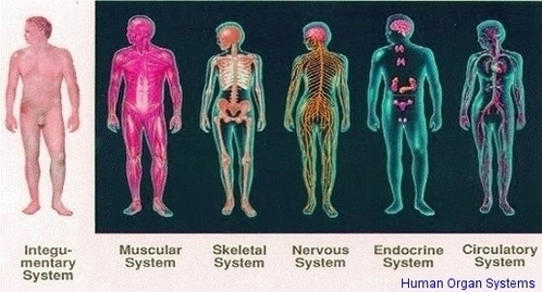 Human Organ Systems Image