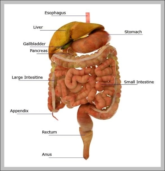 Human Organs Labeled Image