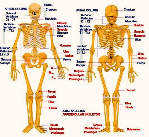 Human Skeleton Anatomy Image