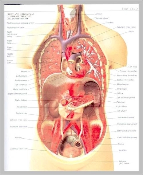 Human Throat Image