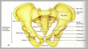 Iliac Crest Picture Image – Graph Diagram