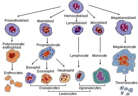 Illu Blood Cell Lineage Image