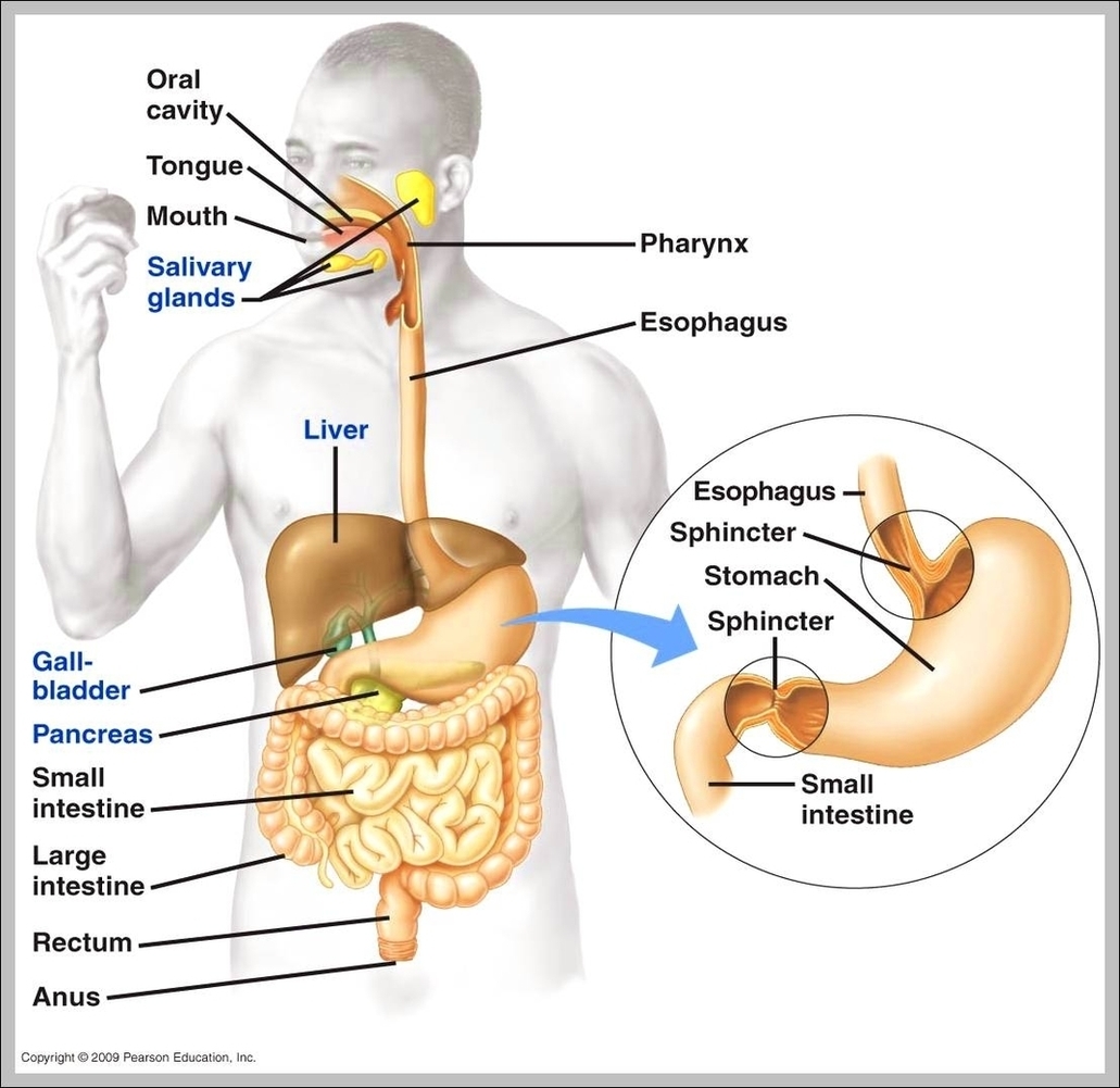 Illustrated Anatomy Image