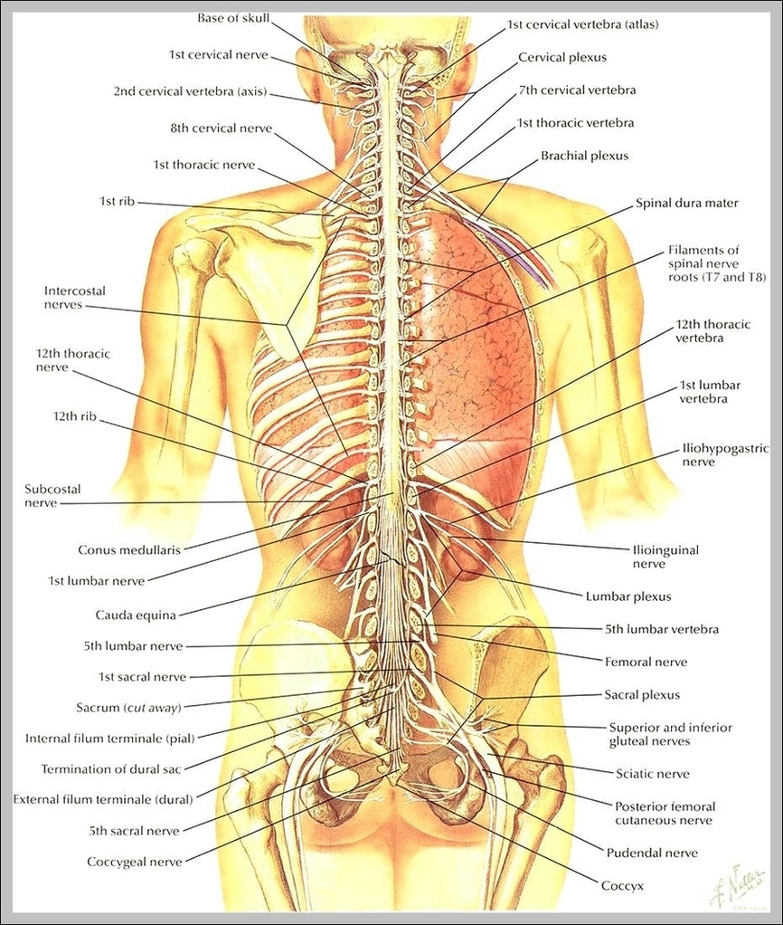 Images Of The Human Anatomy Image
