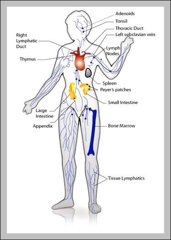 Immune System Pictures Image