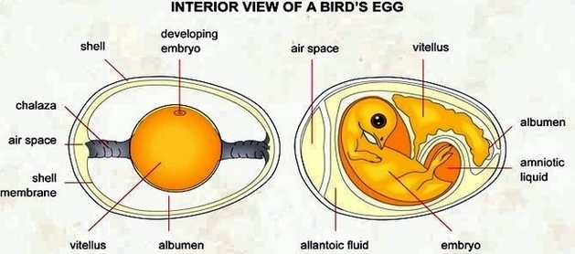 Interior View Bird Egg Image