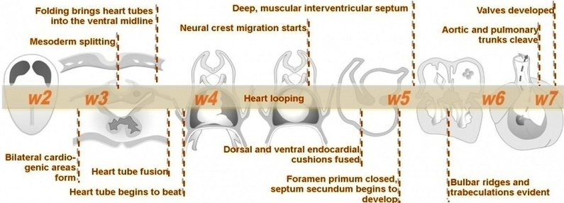 Intermediate Heart Development Timeline Image