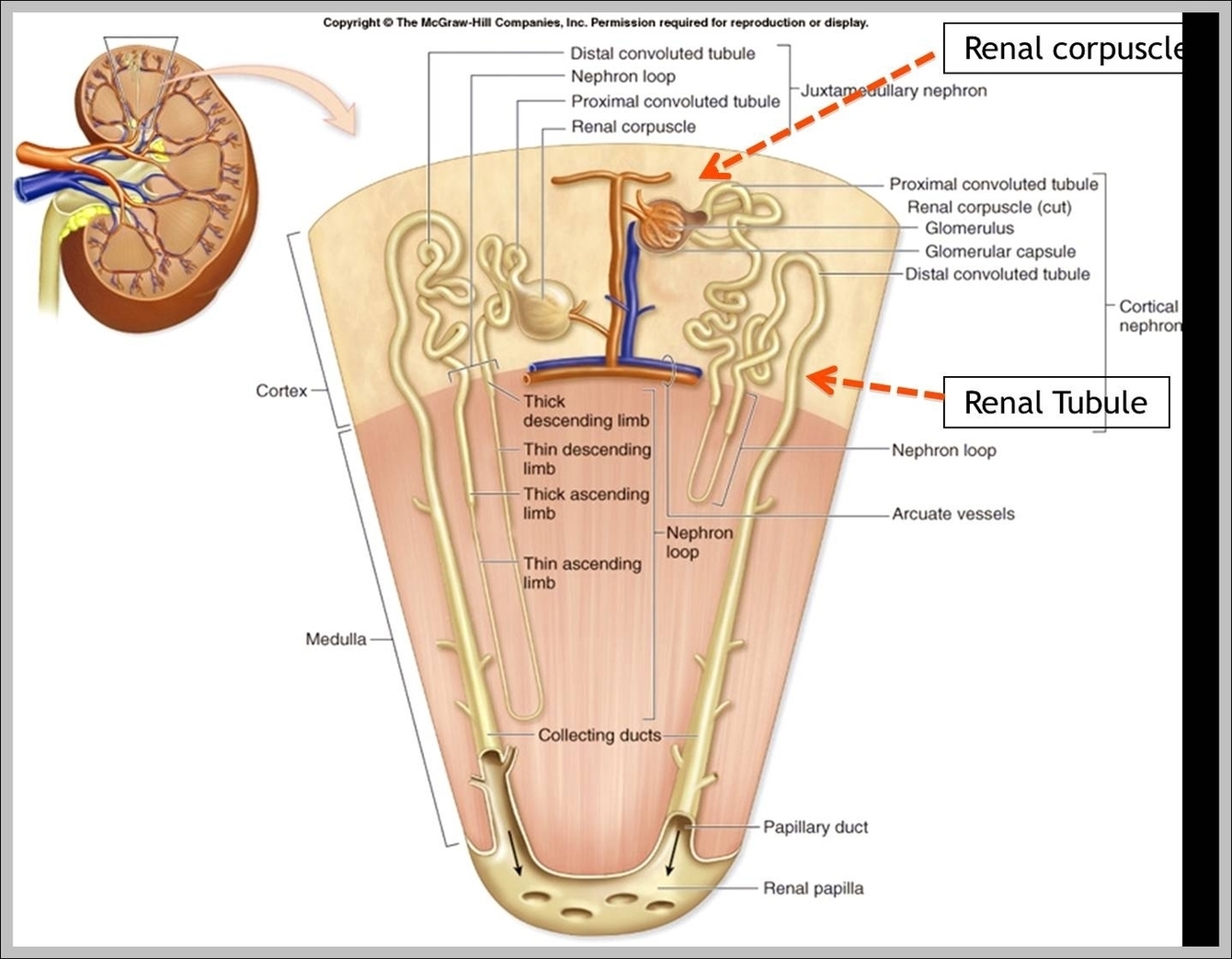 Internal Organs Chart Image
