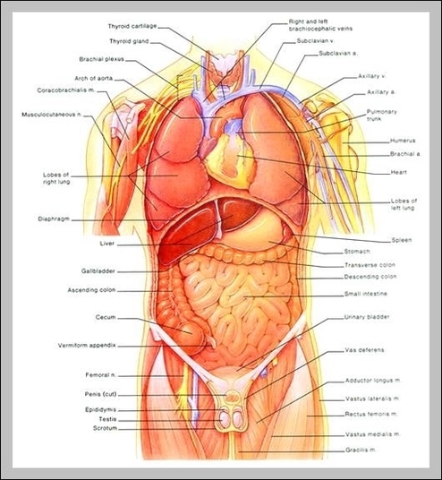 Internal Organs Diagram Image