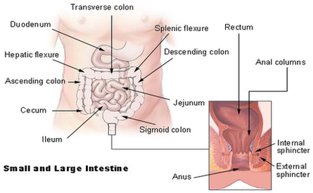 Intestine Diagram Image