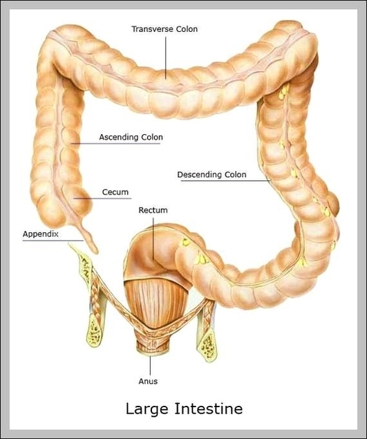 Intestines Picture Image