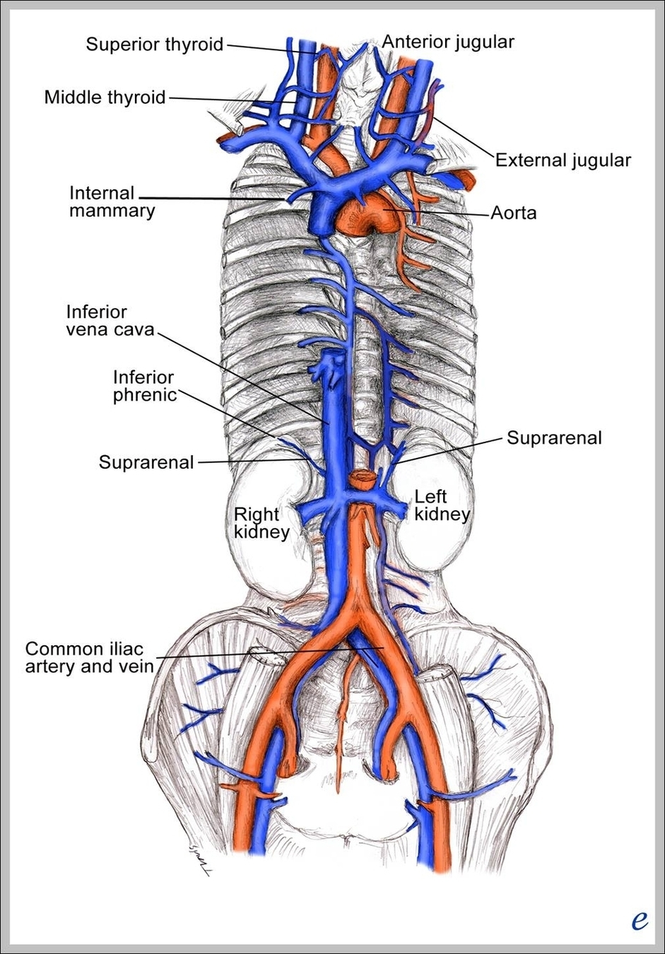 Ivc Anatomy Image