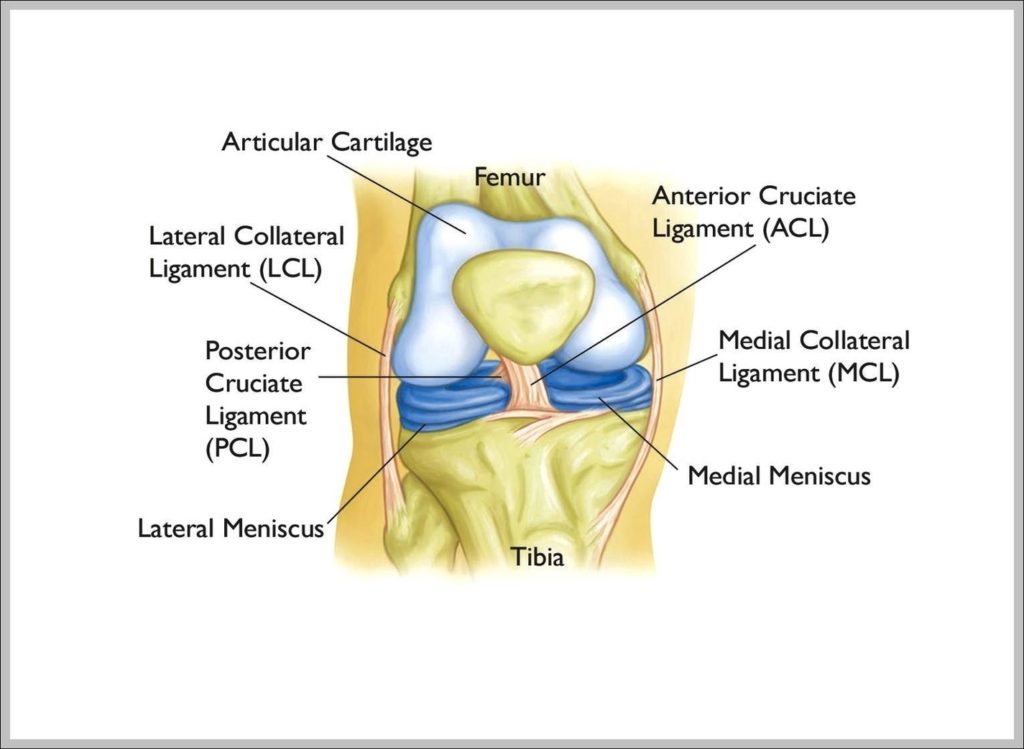 Knee Anatomy Ligaments Image - Graph Diagram